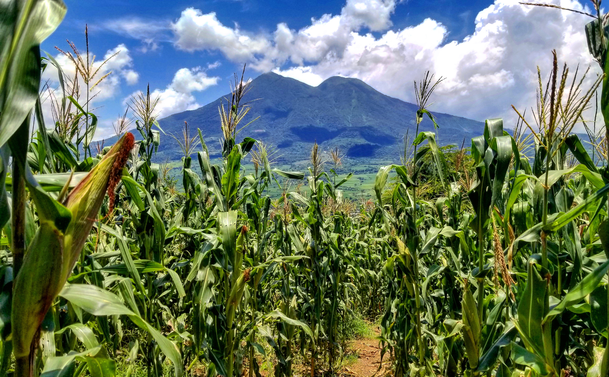 Imagen de una montaña y un campo de maíz
